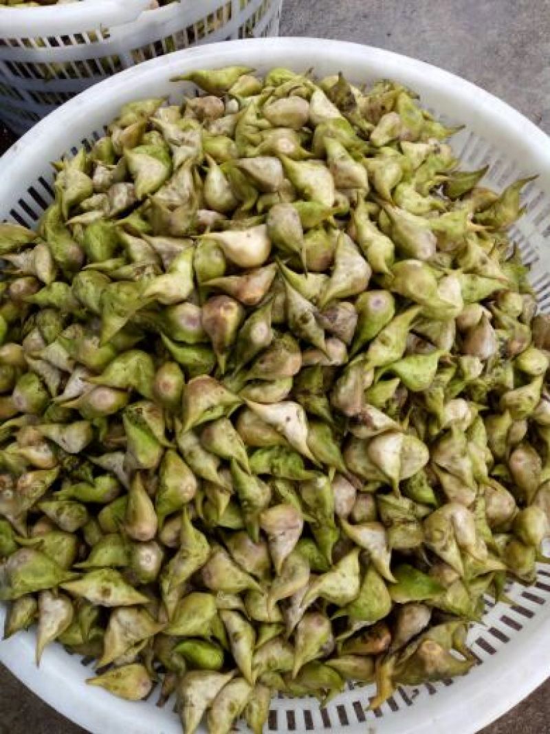 里下河二角菱角当天采摘