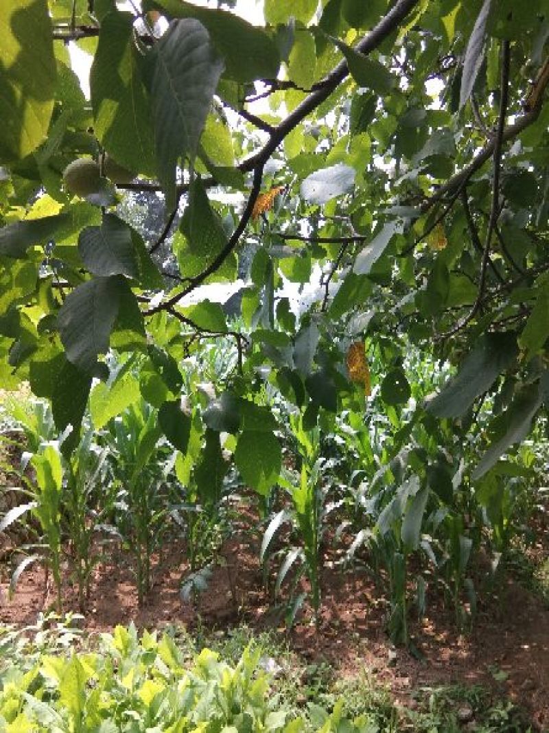 赞皇县灵寿县青皮核桃清香辽系香玲
