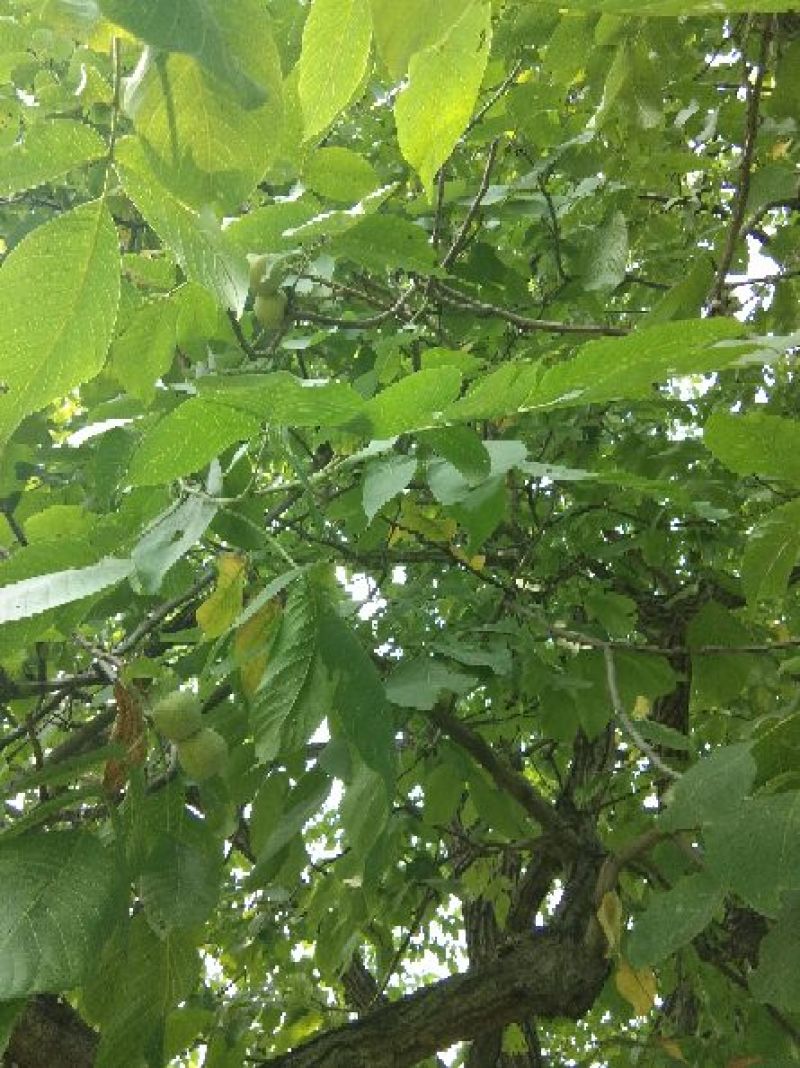 赞皇县灵寿县青皮核桃清香辽系香玲