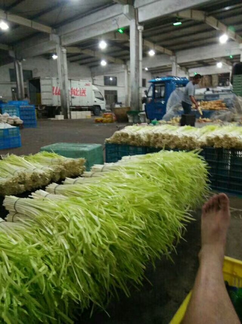 韭黄大量上市