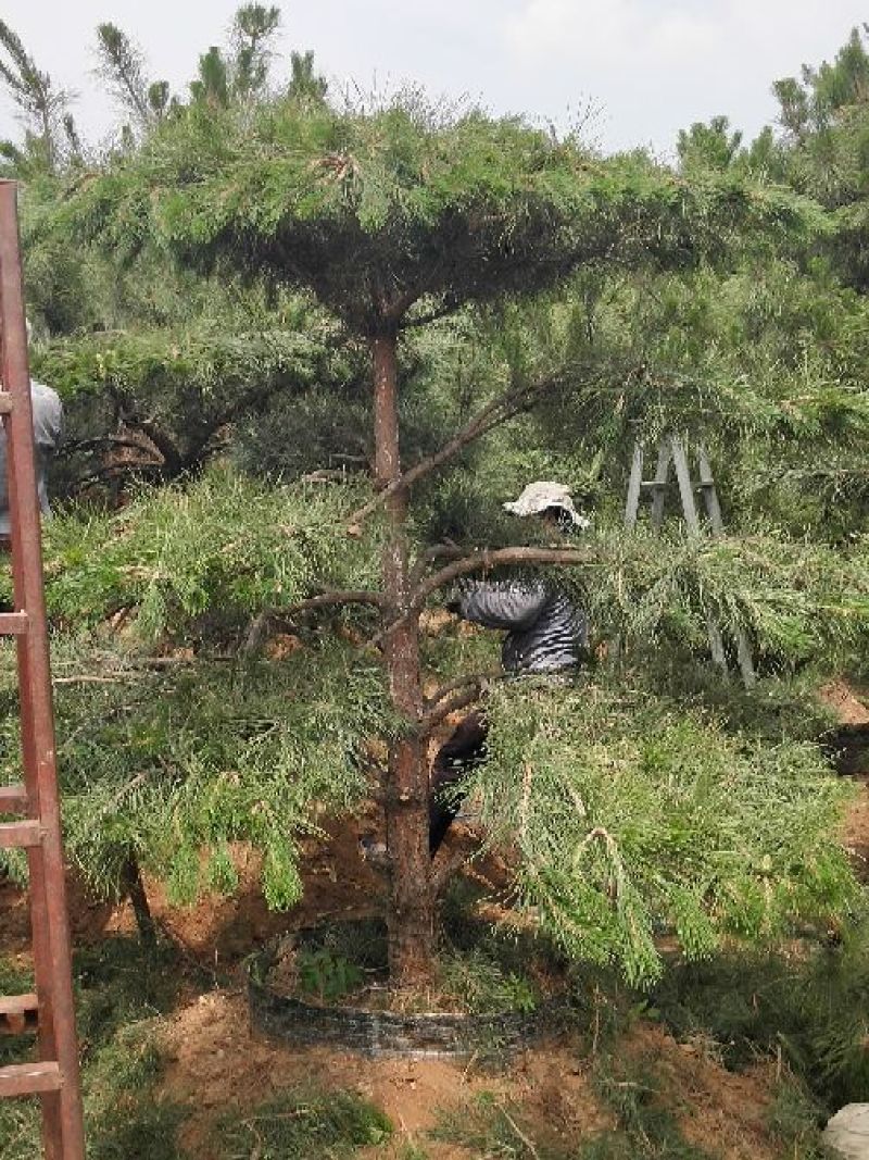 造型油松，精品油松。