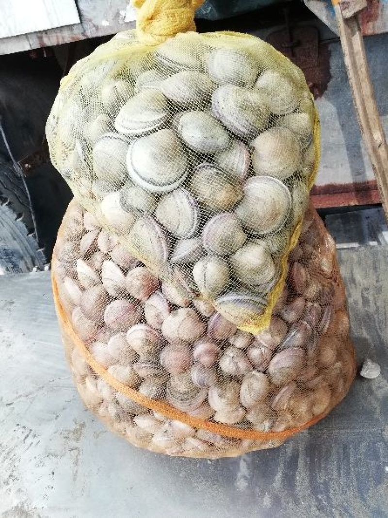 文蛤车螺