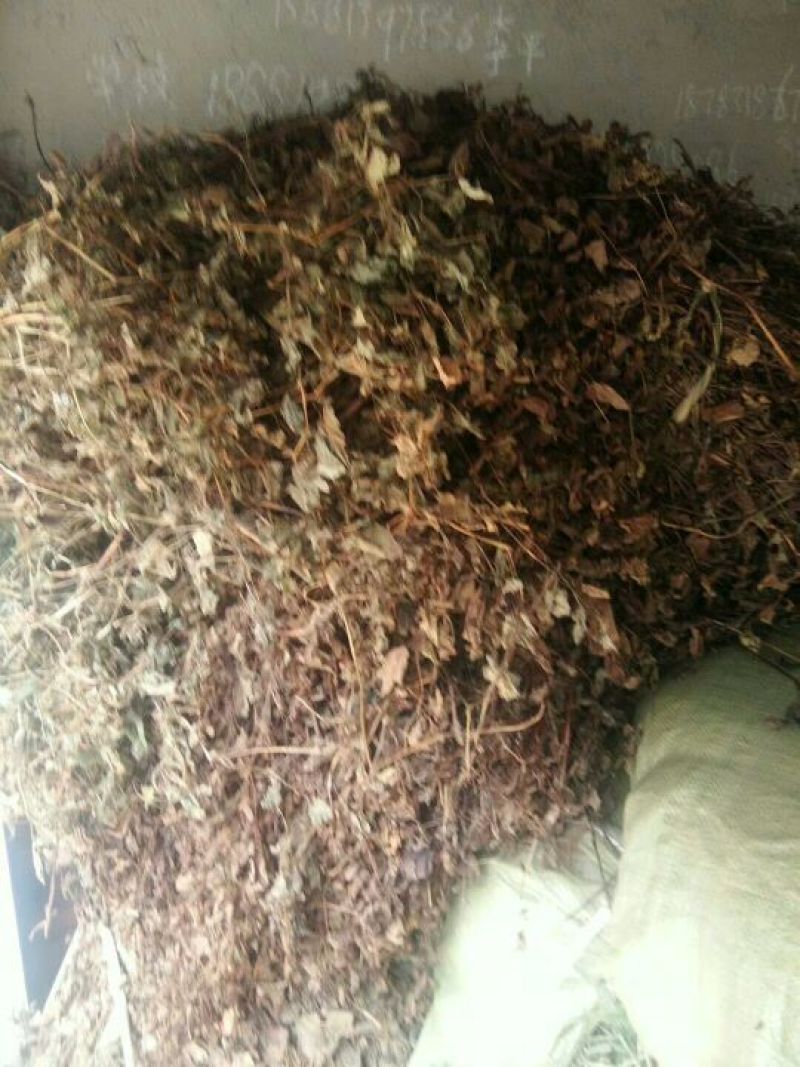 金钱草大山深处野生金钱草