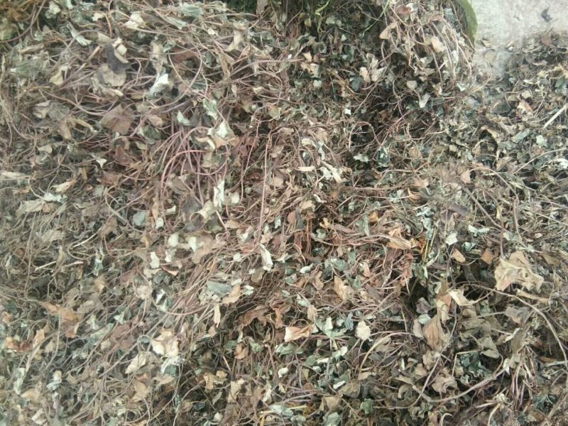 金钱草大山深处野生金钱草