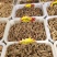 正宗云南红天麻15个10个8个6个一斤可免费切片打粉包邮