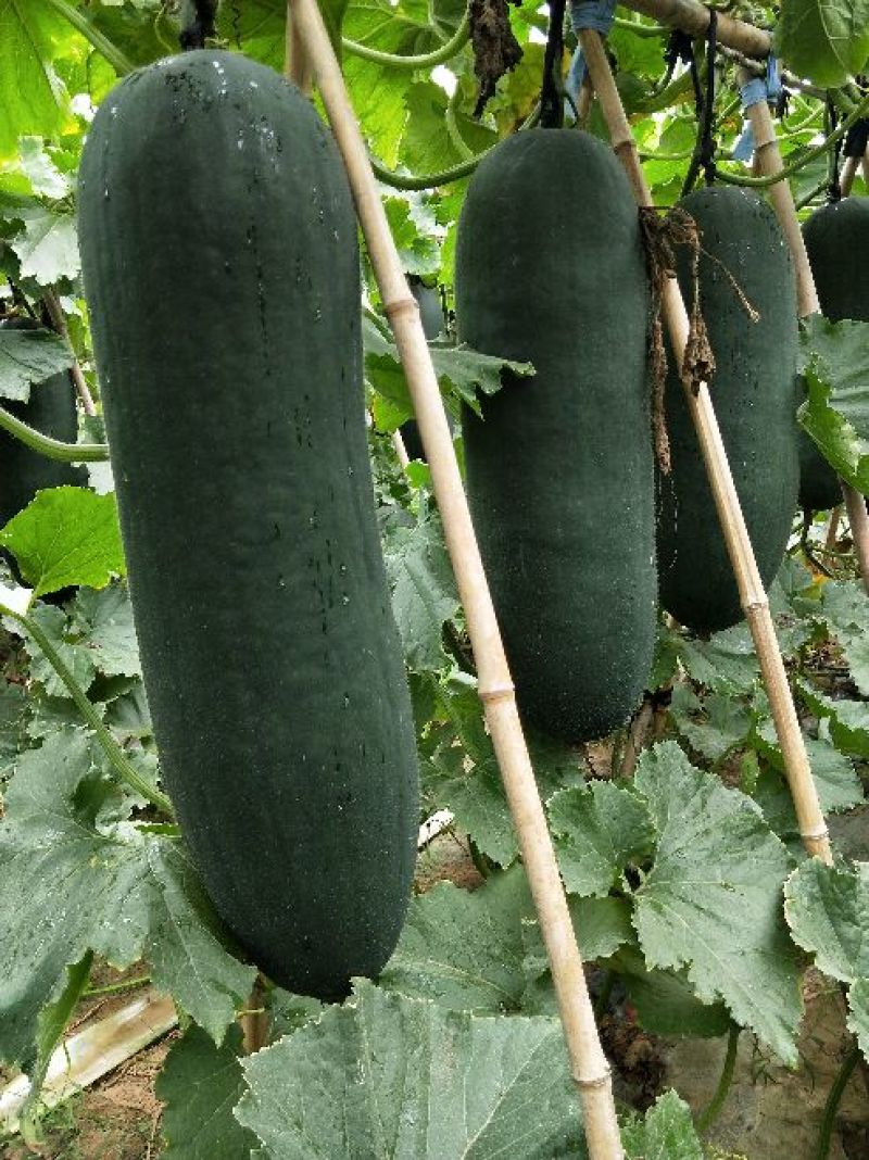 精品黑皮冬瓜条形好肉质丰厚大量有货产地直销全国供应