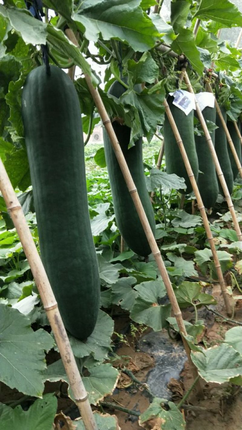 精品黑皮冬瓜条形好肉质丰厚大量有货产地直销全国供应