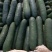 精品黑皮冬瓜条形好肉质丰厚大量有货产地直销全国供应