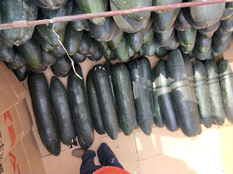 精品黑皮冬瓜条形好肉质丰厚大量有货产地直销全国供应