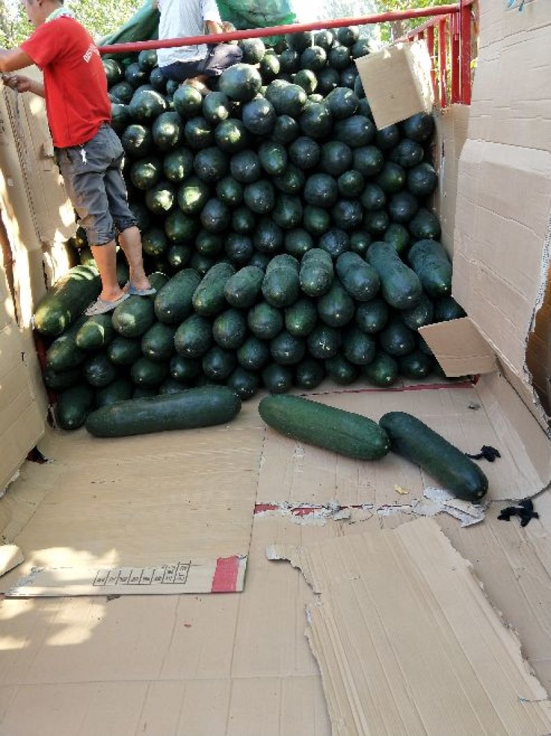 精品黑皮冬瓜条形好肉质丰厚大量有货产地直销全国供应
