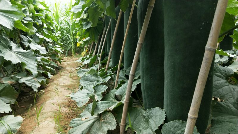 精品黑皮冬瓜条形好肉质丰厚大量有货产地直销全国供应