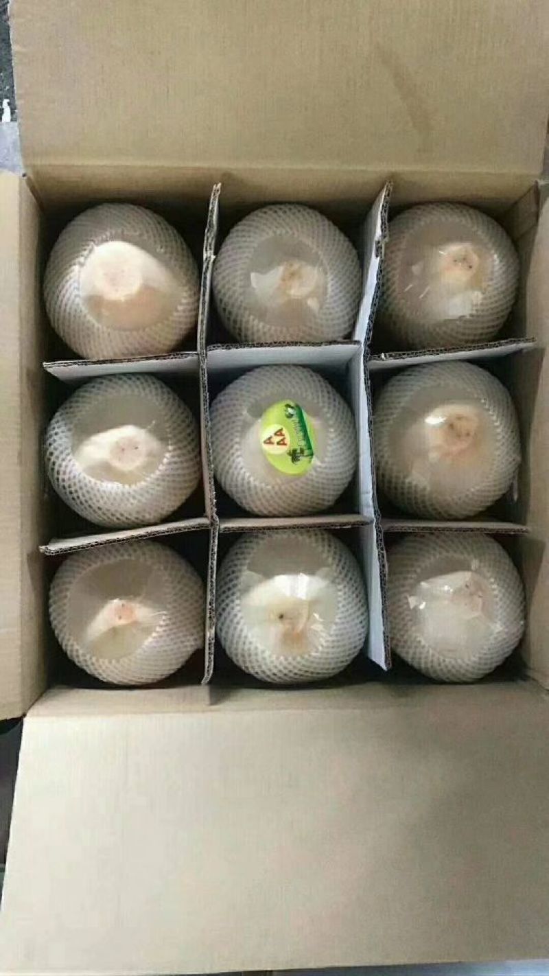海南椰青
