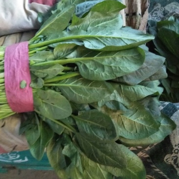 大叶菠菜20~25厘米