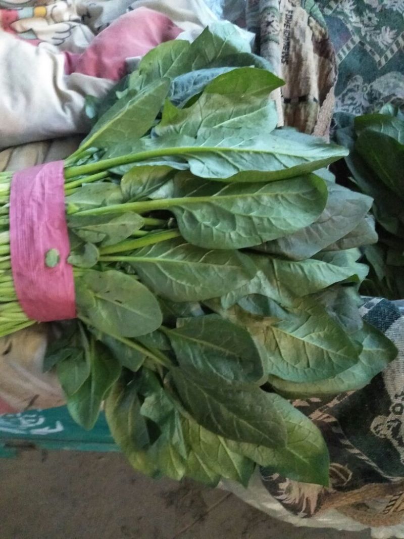 大叶菠菜20~25厘米