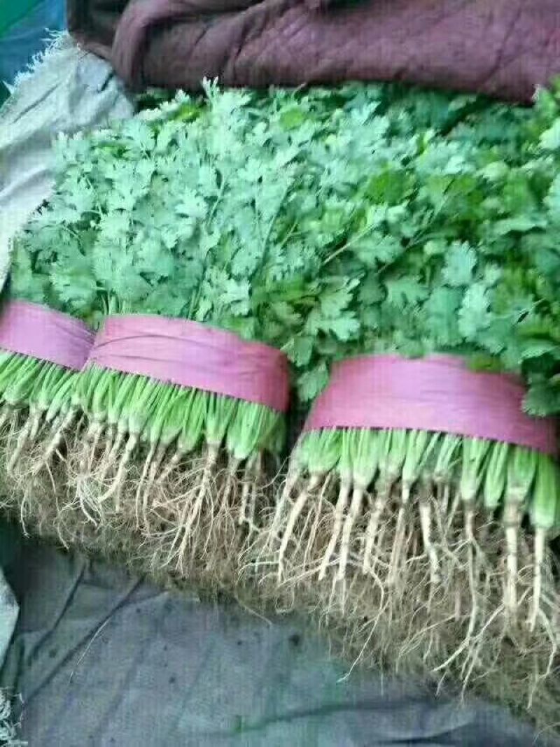 大叶香菜20~30厘米