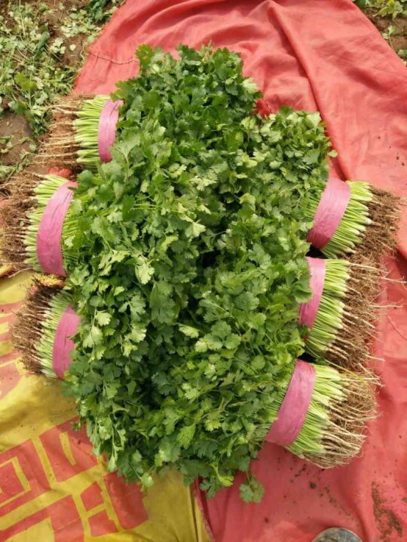 大叶香菜20~30厘米
