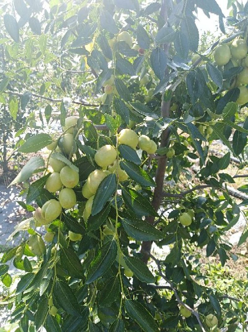 云南楚雄永仁县，太阳城冬枣