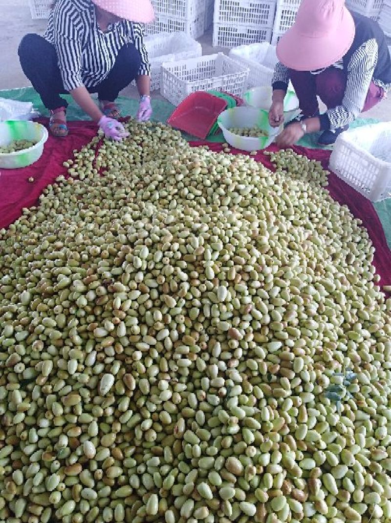 云南楚雄永仁县，太阳城冬枣