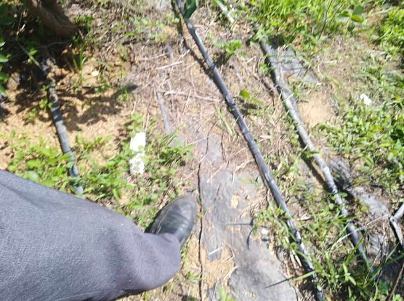 云南楚雄永仁县，太阳城冬枣