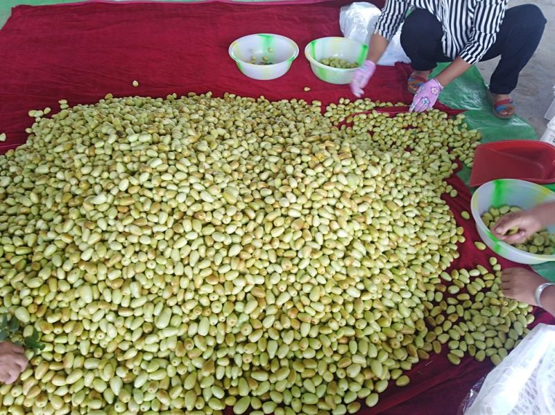 云南楚雄永仁县，太阳城冬枣