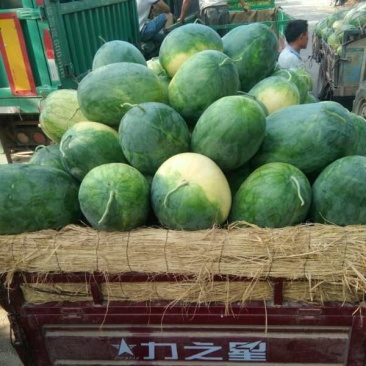 龙卷风西瓜大量上市