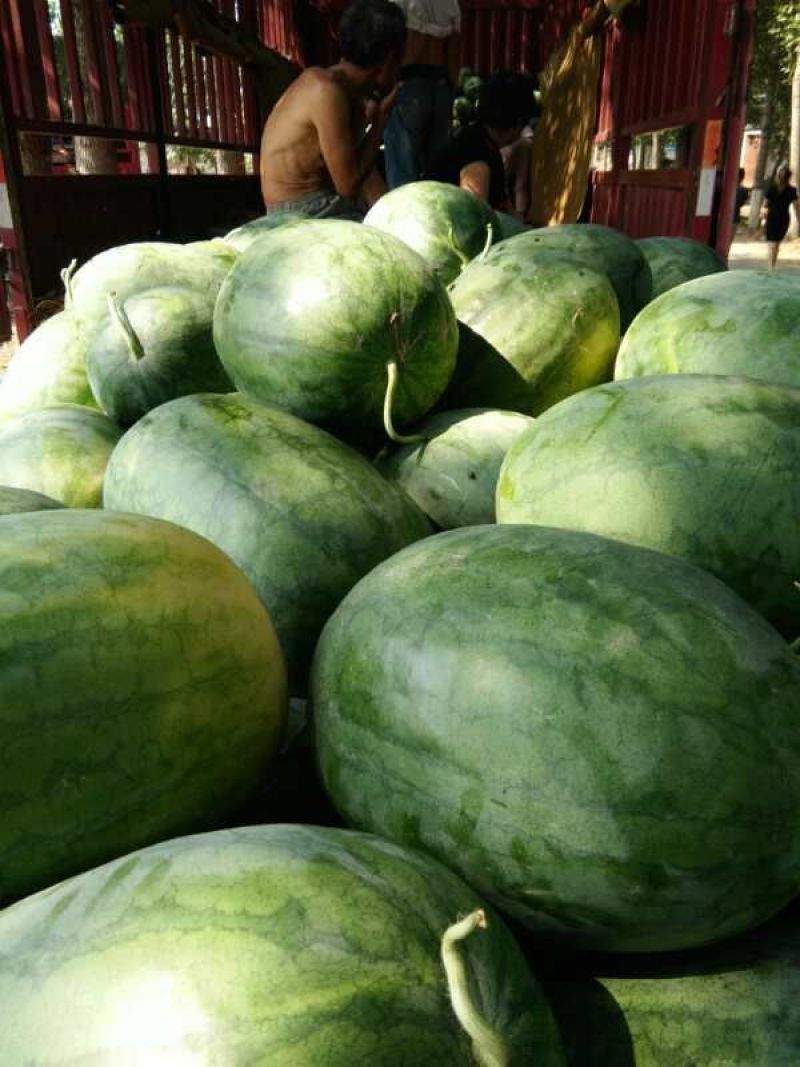 龙卷风西瓜大量上市