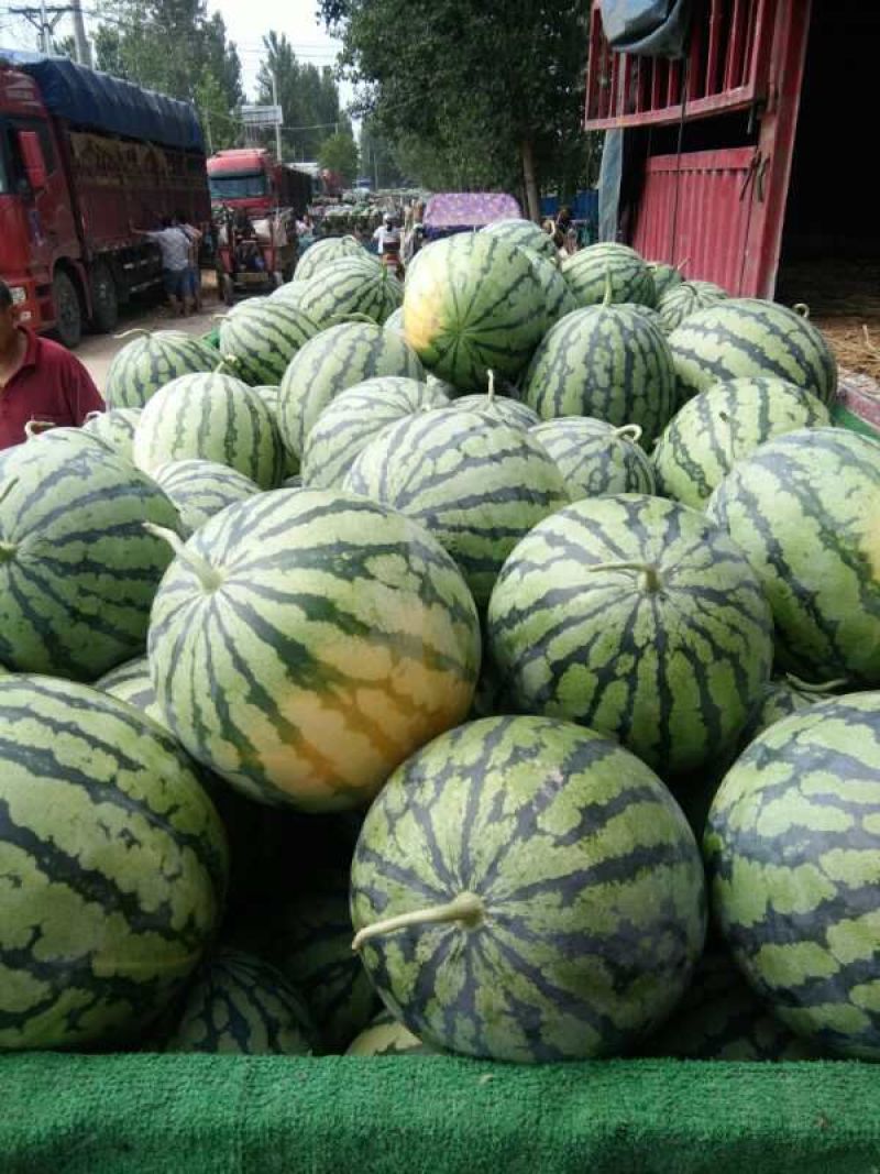 龙卷风西瓜大量上市