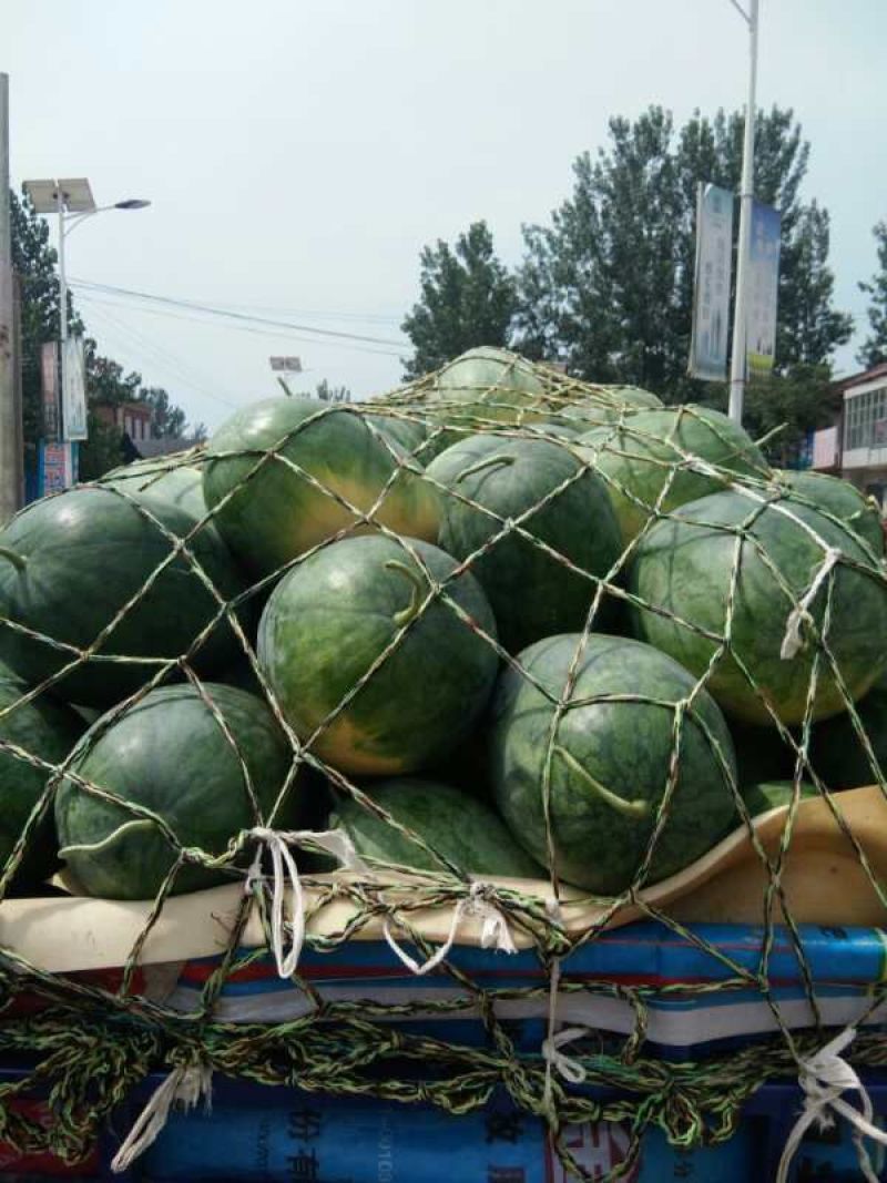 龙卷风西瓜大量上市