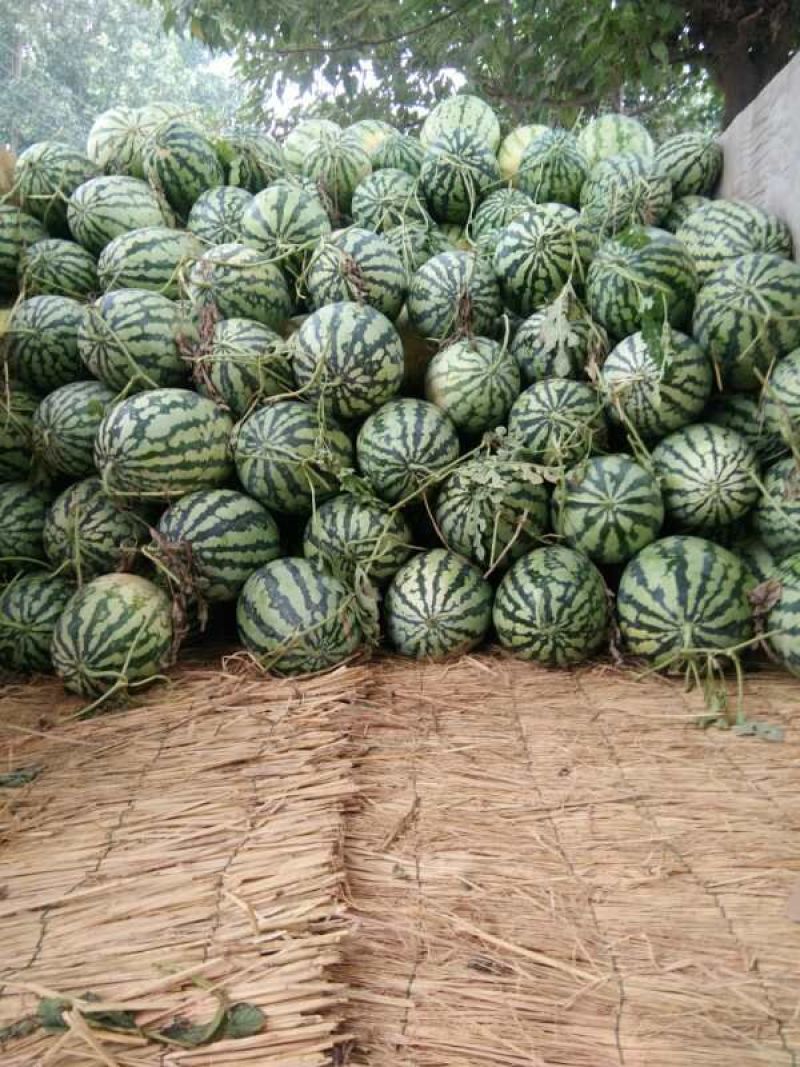 龙卷风西瓜大量上市