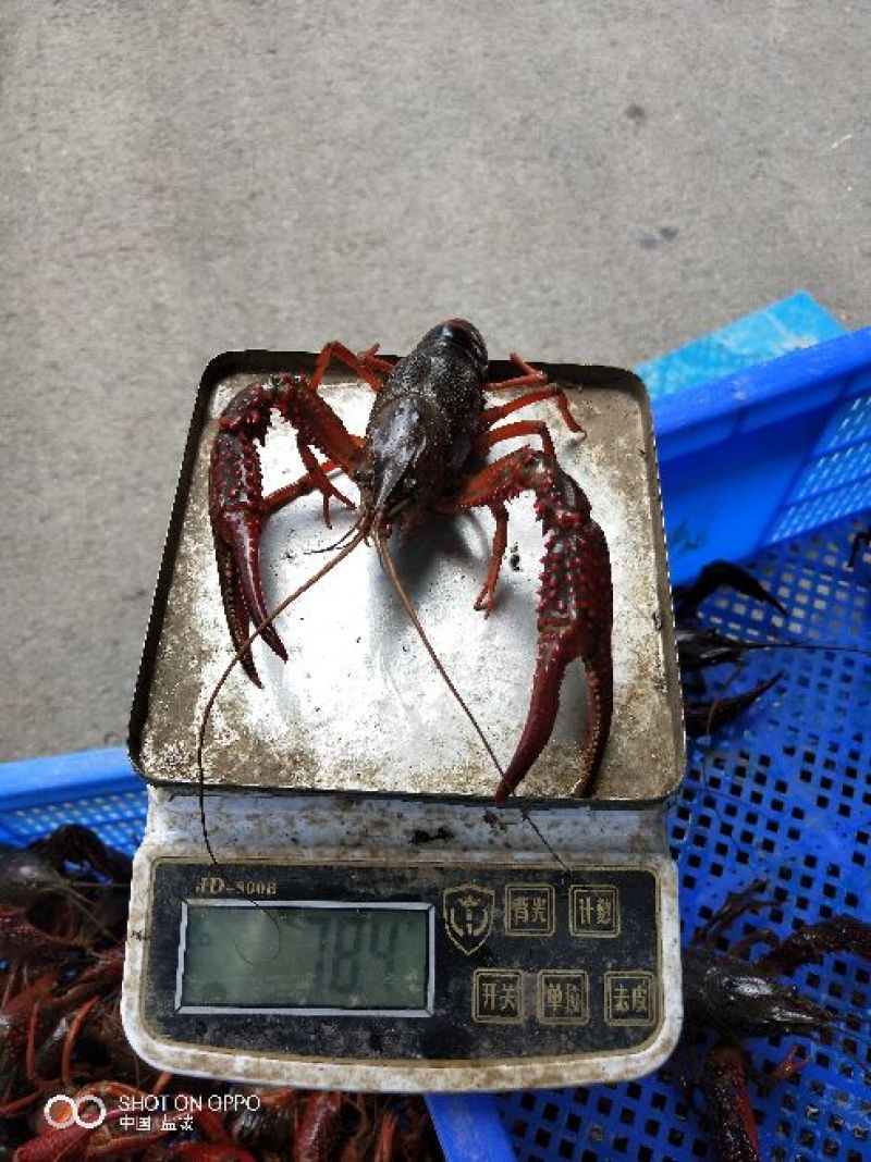 小龙虾