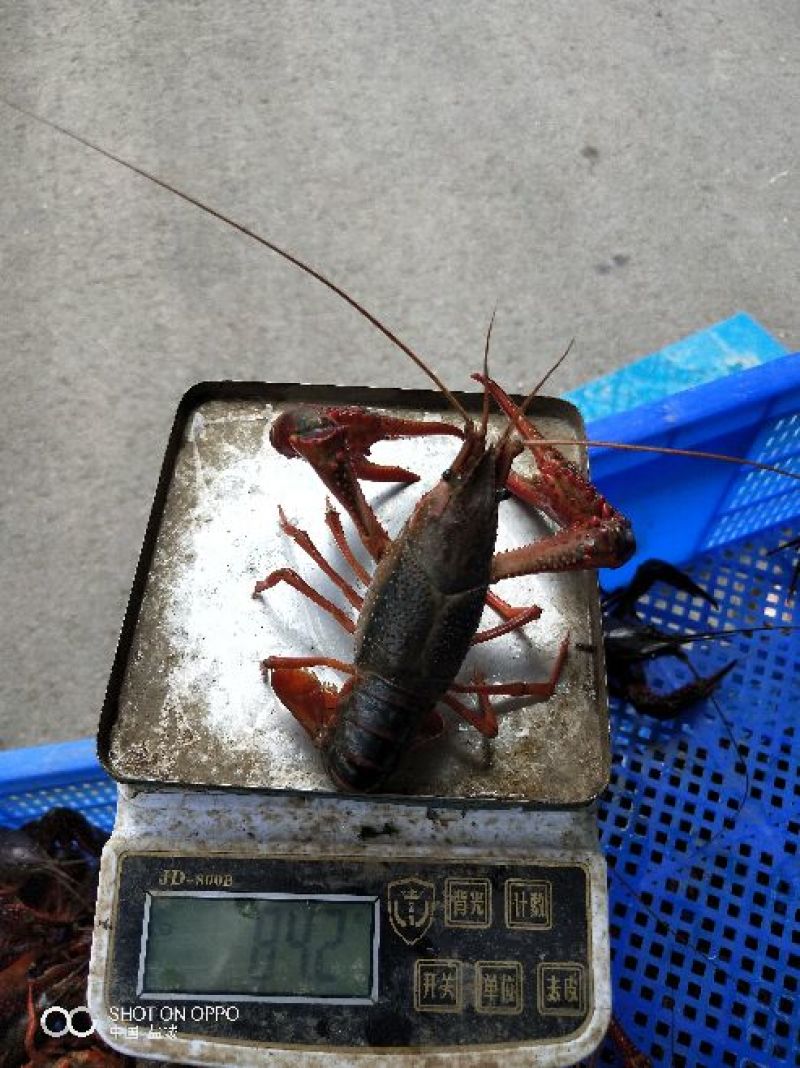 小龙虾