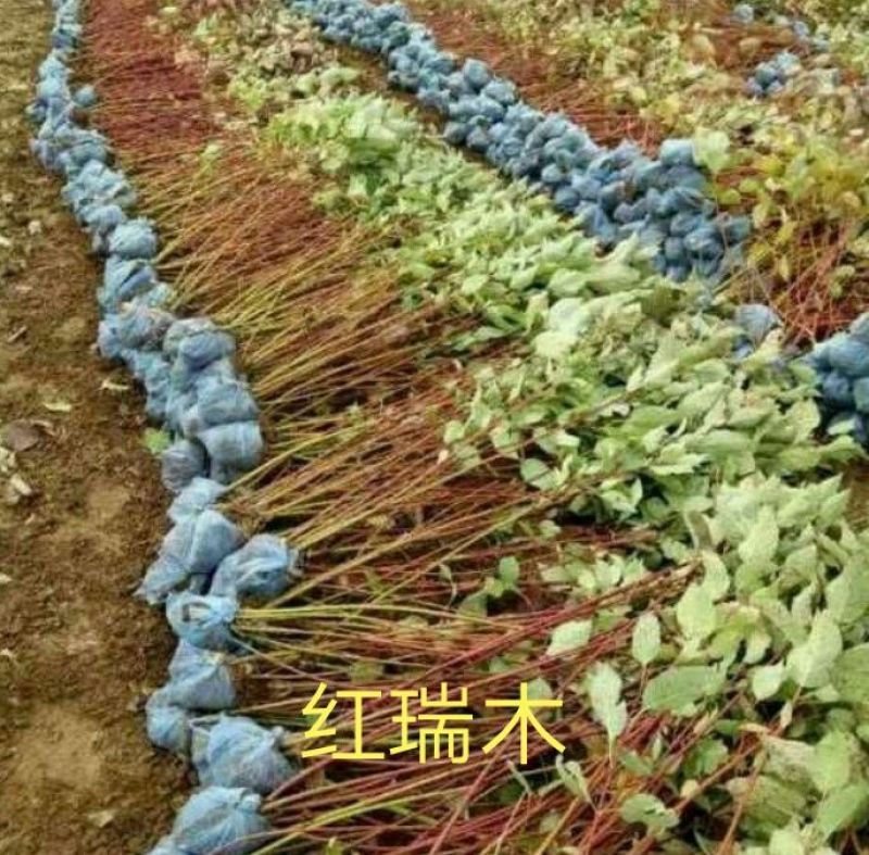 丛生红瑞木大卜红瑞木3--15枝条80--150
