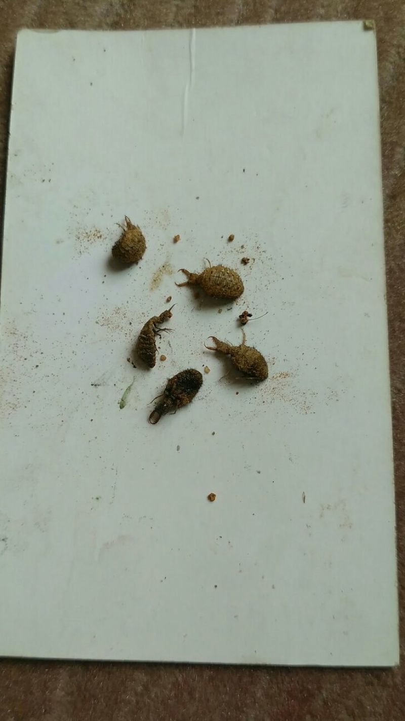 野生蚁狮