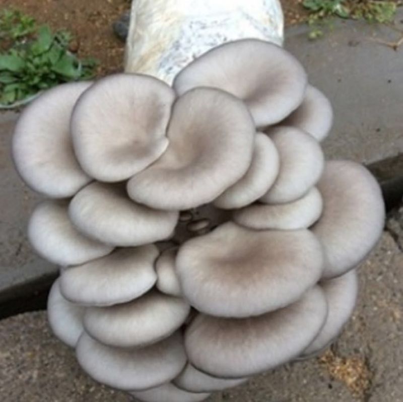 平菇母种