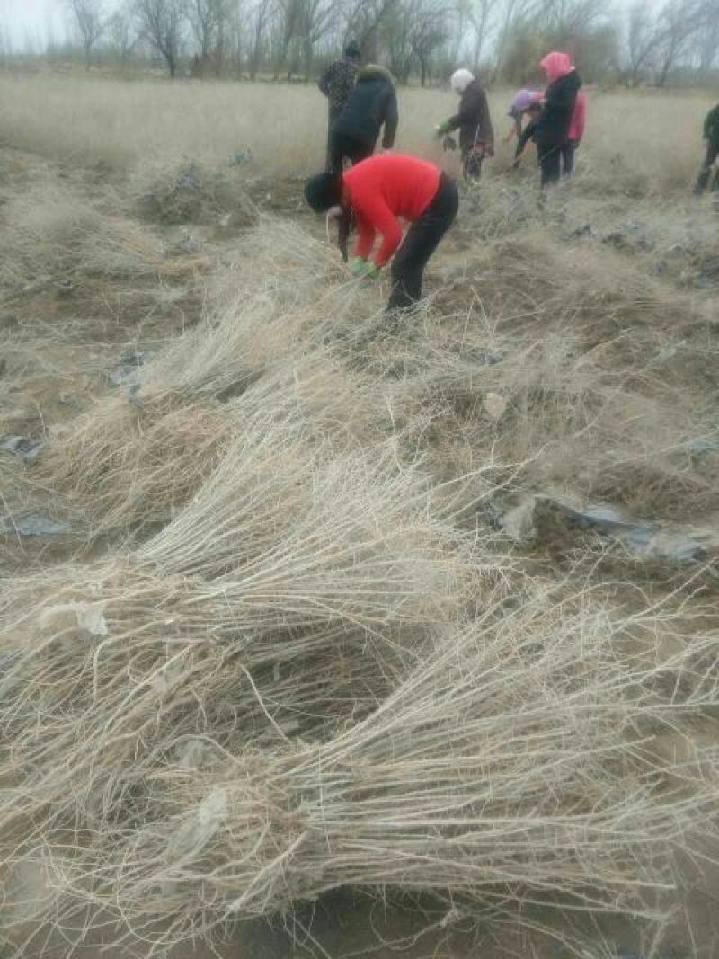 黑枸杞苗黑枸杞树苗2年苗正宗黑枸杞苗木产量高价值高