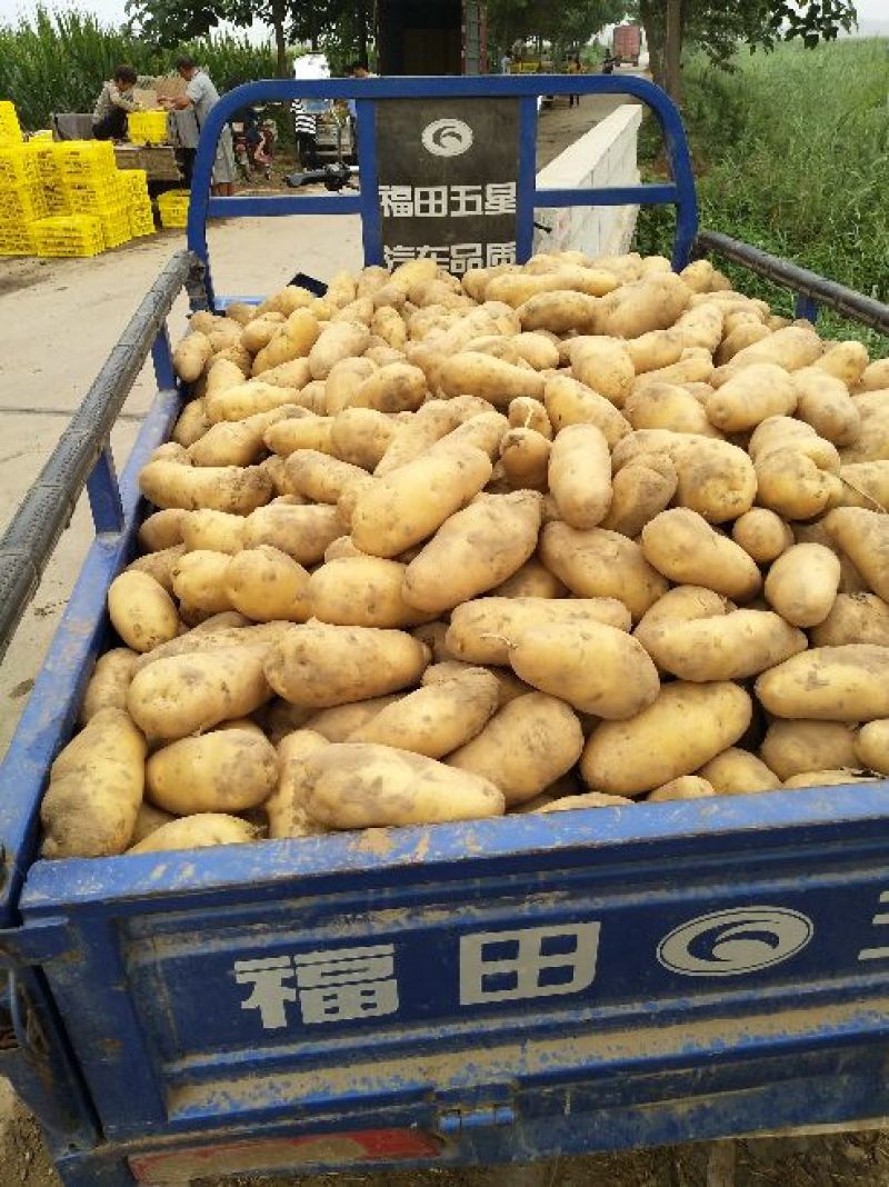 黄皮黄心土豆，黄皮黄心，味美价廉，品质优良，欢迎光临！