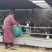 肉驴
