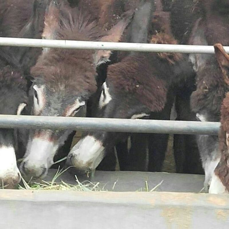 肉驴
