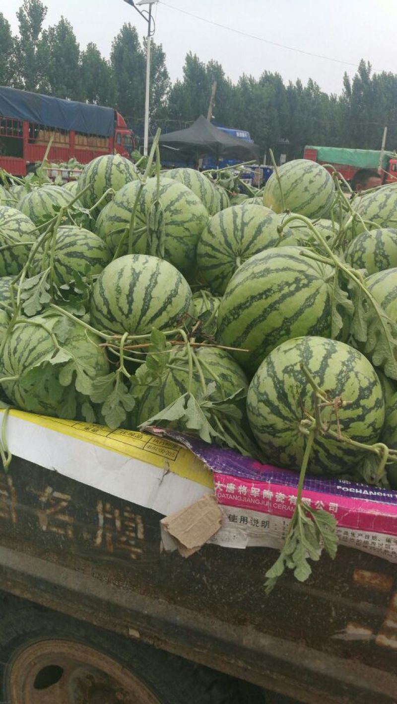 山东东明8424西瓜