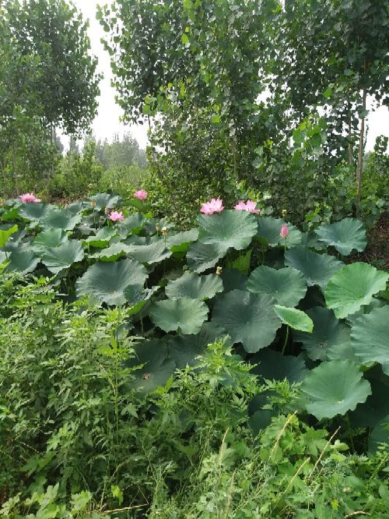 盆栽荷花