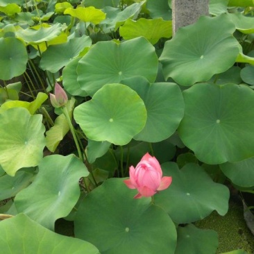 盆栽荷花