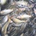 鲤鱼1~2公斤