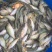 鲤鱼1~2公斤