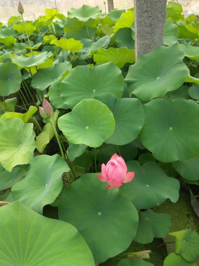 盆栽荷花