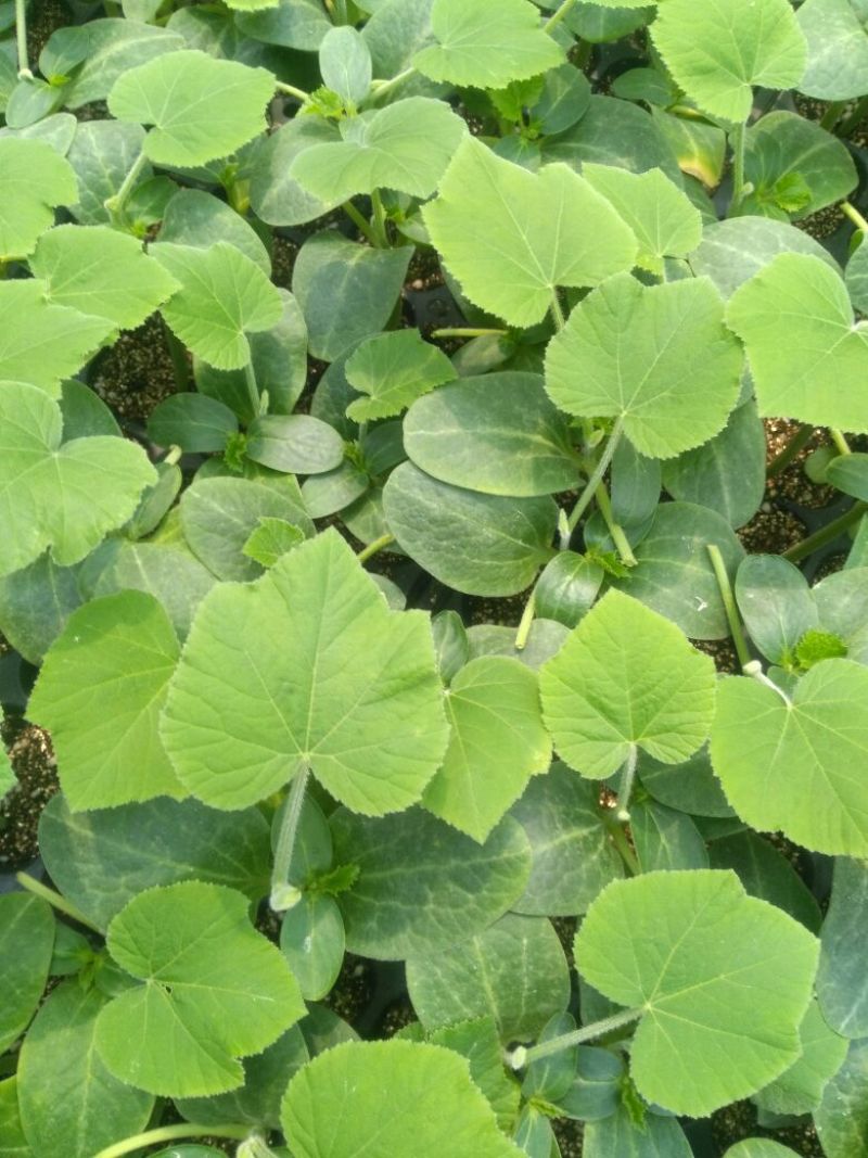 山东莘县大型苗厂生产各种黄瓜苗，甜瓜苗等等