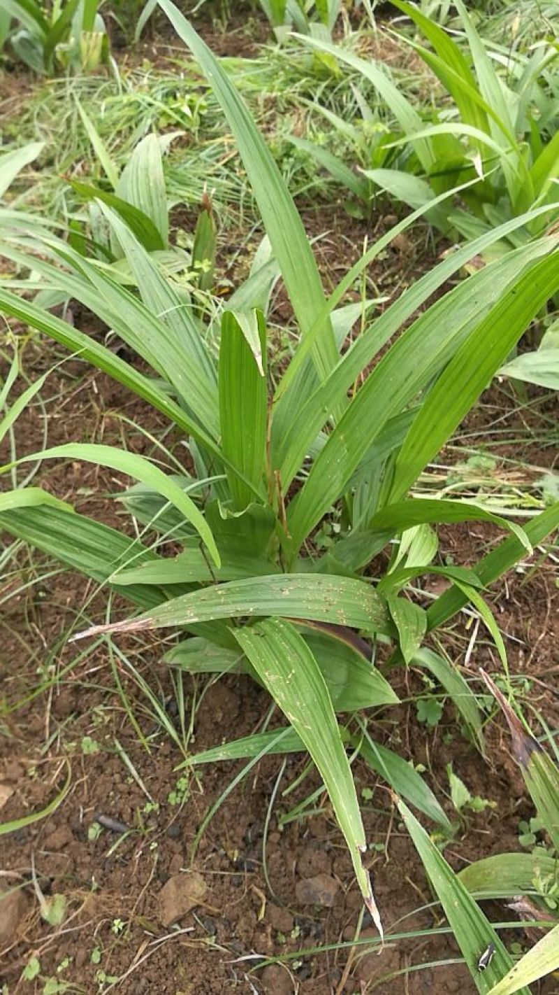 白芨种苗20~30cm