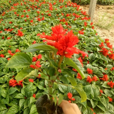 一串红一手货源基地直销