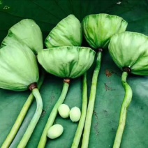 白莲子特级干莲子