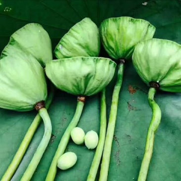 白莲子特级干莲子