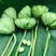 白莲子特级干莲子